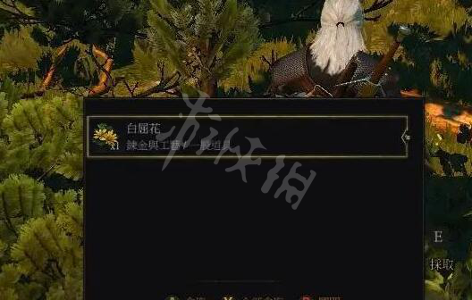 巫师3次世代版白屈花怎么获得[巫师3次世代版白屈花获得方法]