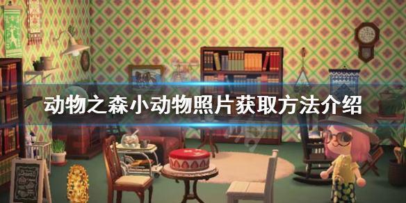 《集合啦动物森友会》小动物照片怎么获得 小动物照片获取方法介绍