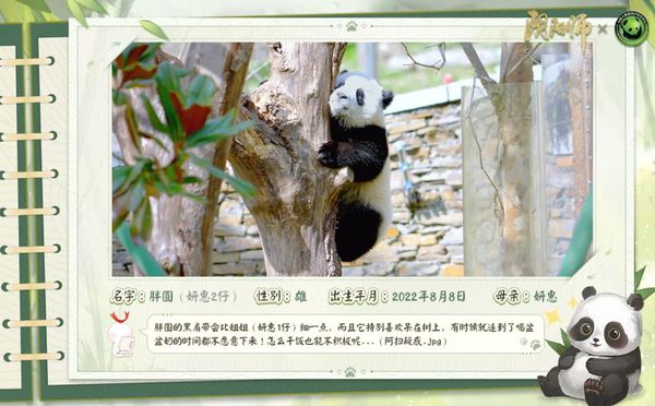 《阴阳师》守护的契约·大熊猫公益计划进行中，小熊猫守护计划启动！