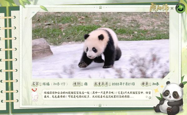 《阴阳师》守护的契约·大熊猫公益计划进行中，小熊猫守护计划启动！